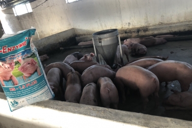 Giá Heo (lợn) Hơi Hôm Nay 28/12